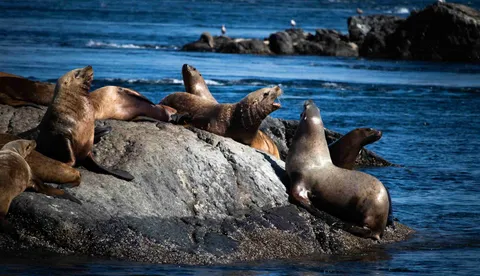 Wildlife photograph by Yasthil Bhagwandeen