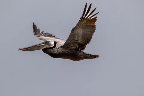 Wildlife photograph by Yasthil Bhagwandeen
